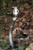 Chinese cobra (Naja atra)