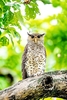 Spot-bellied eagle-owl (Bubo nipalensis)