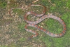 Twin-barred tree snake (Chrysopelea pelias)