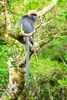 Nilgiri langur (Semnopithecus johnii)