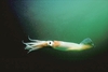 Northern shortfin squid (Illex illecebrosus)