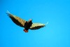Bateleur eagle (Terathopius ecaudatus)