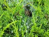 깔때기그물에서 쉬는 들풀거미 Agelena limbata