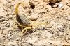Deathstalker scorpion (Leiurus quinquestriatus)