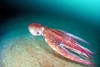 Pacific giant octopus (Enteroctopus dofleini)