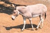 African wild ass (Equus africanus)