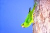 Green parakeet (Psittacara holochlorus)