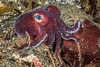 Stubby squid (Rossia pacifica)