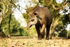 Brazilian tapir (Tapirus terrestris)