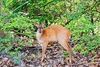 Red brocket deer (Mazama americana)