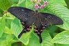 Luzon peacock swallowtail (Papilio chikae)