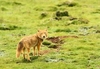 Tibetan sand fox (Vulpes ferrilata)