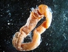 Yellow acorn worm (Ptychodera flava)