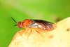 European pine sawfly (Neodiprion sertifer)