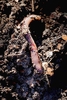 Red marsh worm (Lumbricus rubellus)