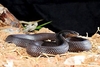 Desert cobra (Walterinnesia aegyptia)
