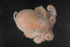 Turquet's octopus (Pareledone turqueti)