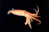 Japanese flying squid (Todarodes pacificus)