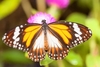 Black-and-white tiger butterfly (Danaus affinis)