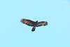 Gurney's eagle (Aquila gurneyi)