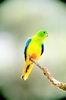Orange-bellied parrot (Neophema chrysogaster)