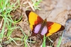 Pansy daggerwing (Marpesia marcella)