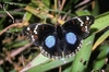 Dark blue pansy (Junonia oenone)