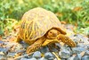 Indian star tortoise (Geochelone elegans)