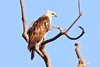 Flores hawk-eagle (Nisaetus floris)