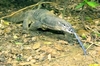 Palawan monitor lizard (Varanus palawanensis)