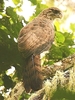 New Guinea harpy eagle (Harpyopsis novaeguineae)