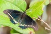 Gold rim butterfly (Battus polydamas)