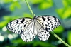 Large tree nymph butterfly (Idea leuconoe)