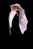 Greater horseshoe bat (Rhinolophus ferrumequinum)