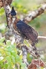 Ornate hawk-eagle (Spizaetus ornatus)