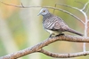 Barred dove (Geopelia maugei)