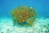 Staghorn coral (Acropora cervicornis)