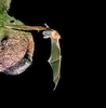 Greater bulldog bat (Noctilio leporinus)