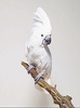 Umbrella cockatoo (Cacatua alba)