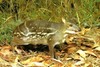 Indian spotted chevrotain (Moschiola indica)