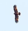 Indian spotted eagle (Aquila hastata)