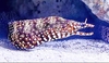 Dragon moray eel (Enchelycore pardalis)