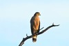 Andaman serpent eagle (Spilornis elgini)