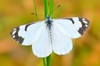 Pine white butterfly (Neophasia menapia)