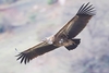 Himalayan vulture (Gyps himalayensis)