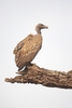 Indian vulture (Gyps indicus)