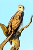Ayres' hawk eagle (Hieraaetus ayresii)