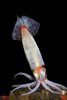 Boreoatlantic armhook squid (Gonatus fabricii)