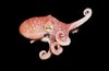 Spoonarm octopus (Bathypolypus arcticus)
