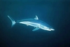 Longfin mako shark (Isurus paucus)